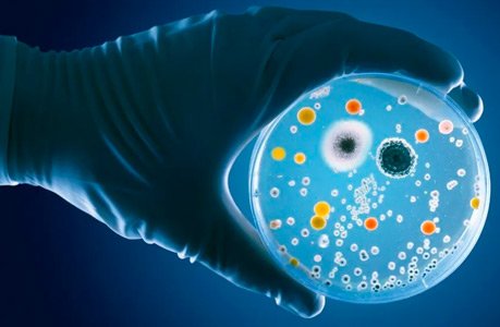 Test Sistema Inmune Jorge Dotto Argentina